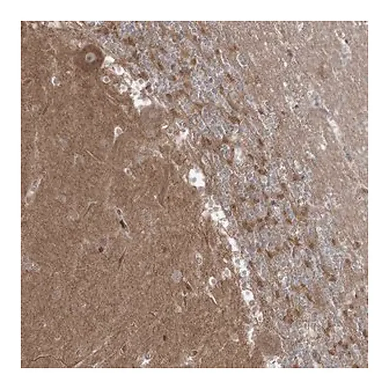 Merck Anti-C5orf42 antibody produced in rabbit