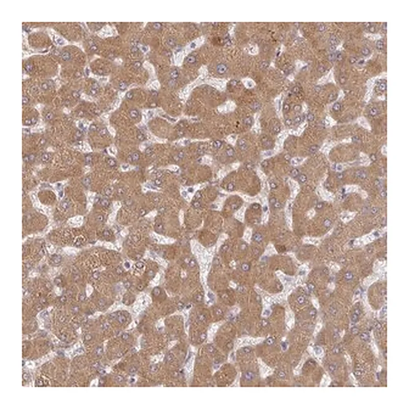 Merck Anti-RHEBL1 antibody produced in rabbit