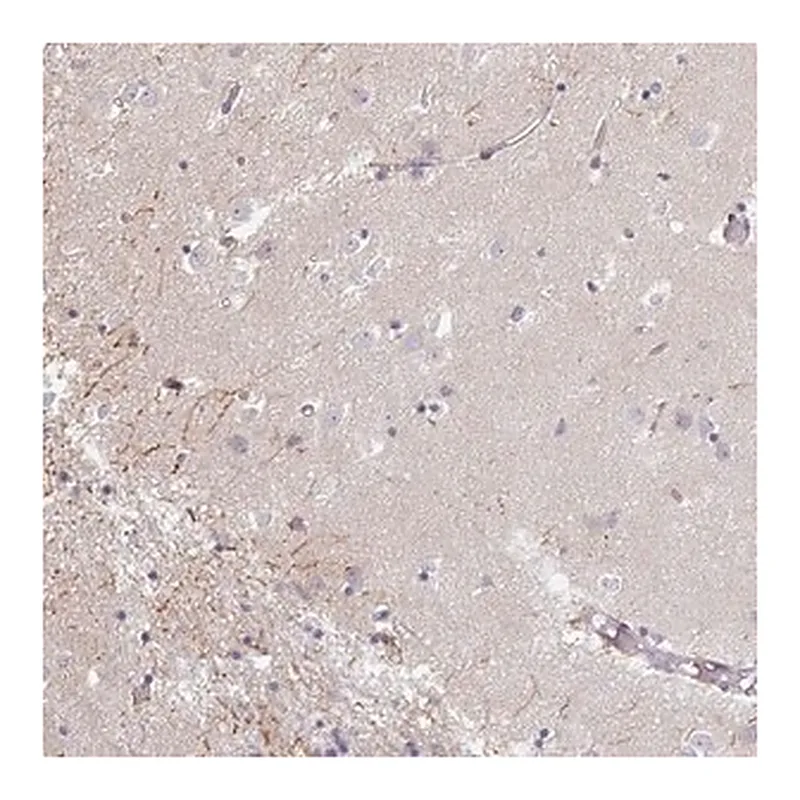 Merck Anti-IP6K3 antibody produced in rabbit