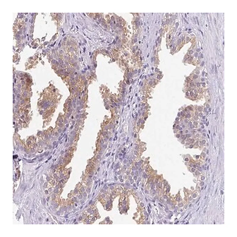 Merck Anti-FAM177A1 antibody produced in rabbit