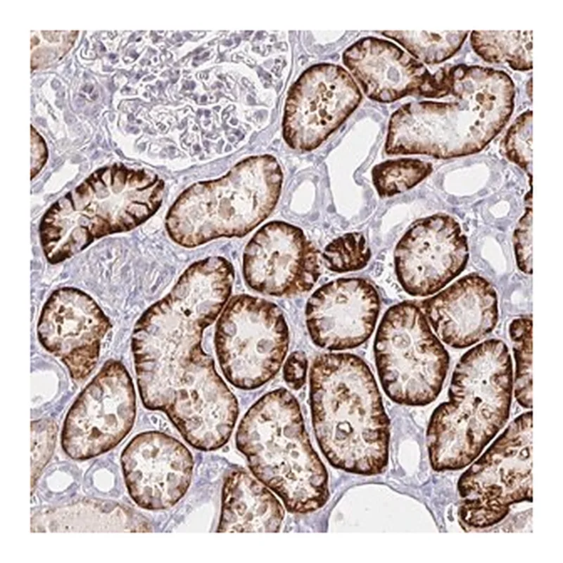 Merck Anti-KCTD19 antibody produced in rabbit