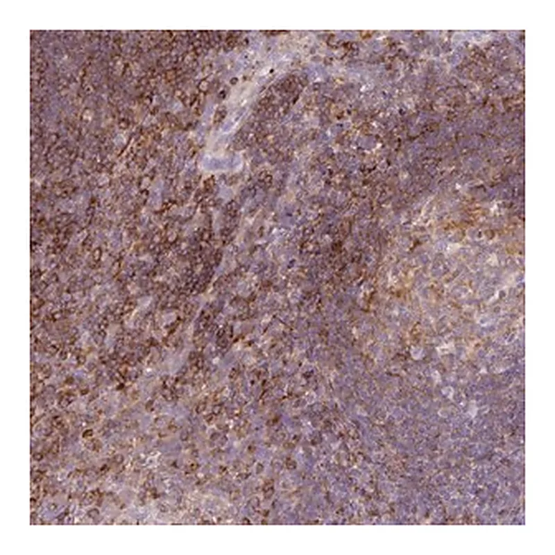 Merck Anti-CORO7 antibody produced in rabbit