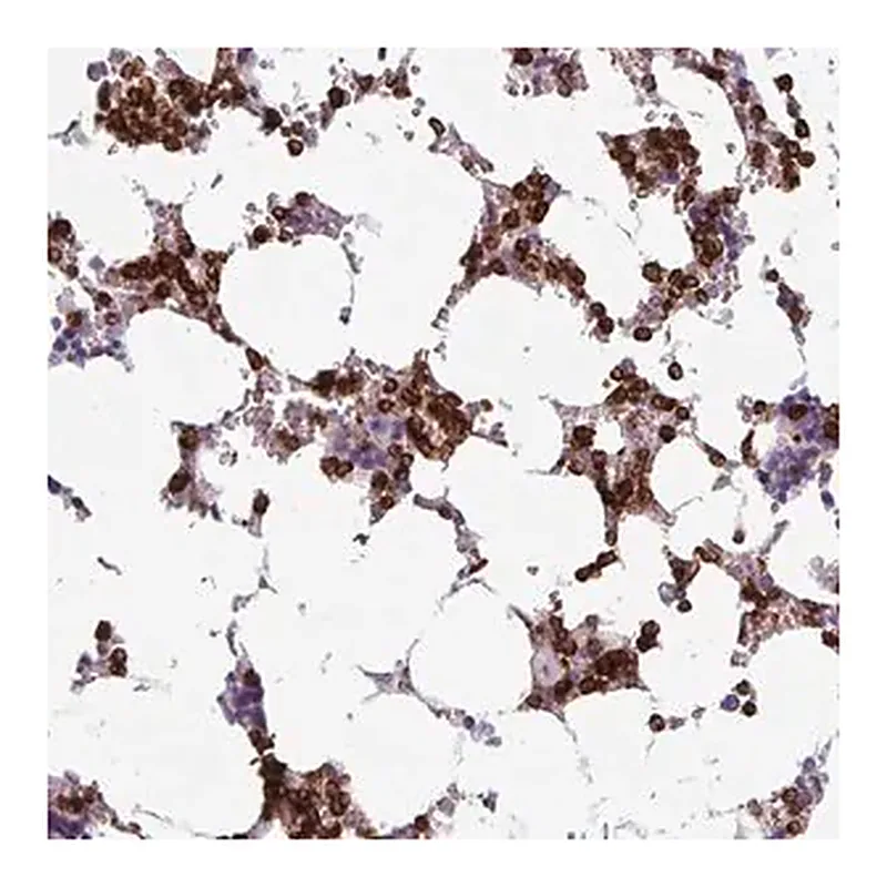 Merck Anti-EXOSC5 antibody produced in rabbit