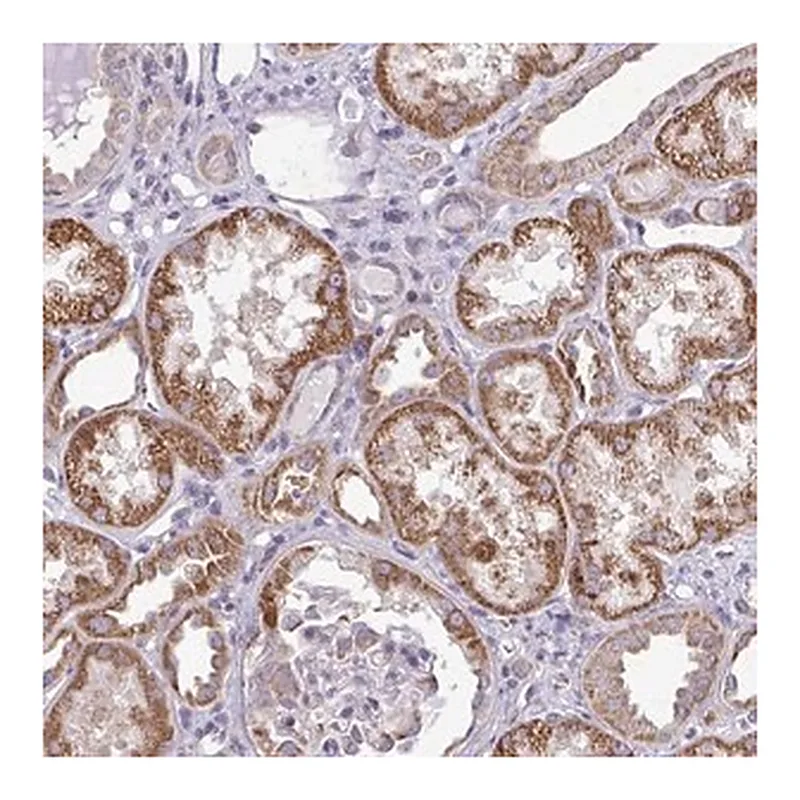 Merck Anti-RPLP2 antibody produced in rabbit