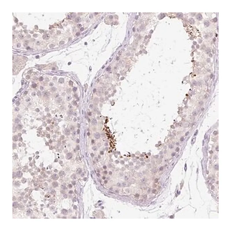 Merck Anti-CELF6 antibody produced in rabbit