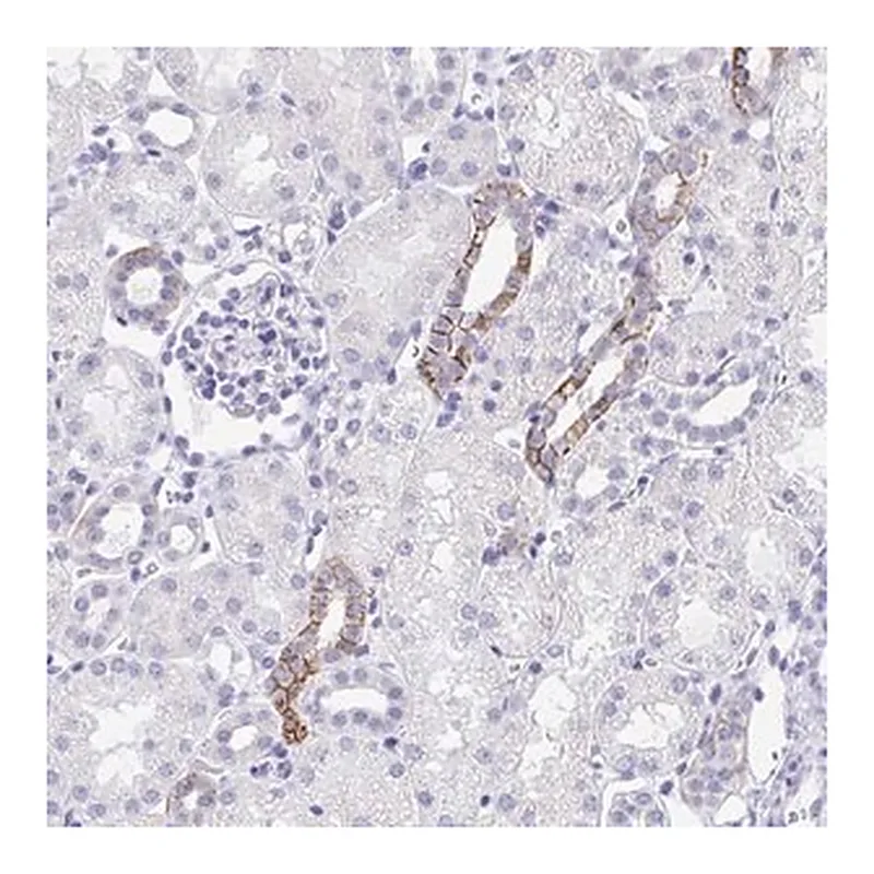Merck Anti-MON1A antibody produced in rabbit