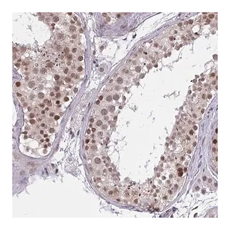 Merck Anti-ZNF414 antibody produced in rabbit