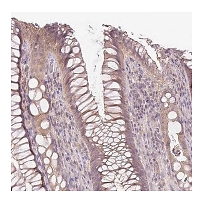 Merck Anti-UBL3 antibody produced in rabbit