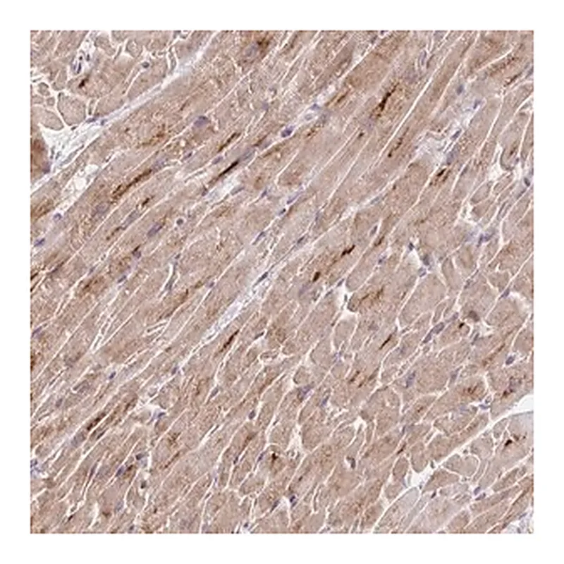 Merck Anti-TRIM55 antibody produced in rabbit