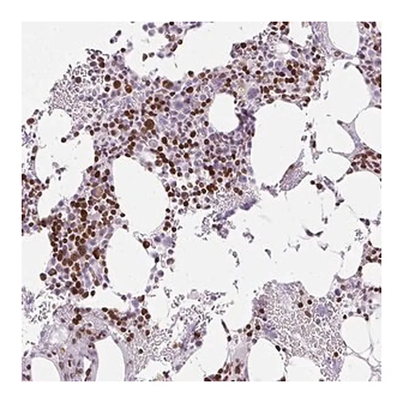 Merck Anti-TMEM177 antibody produced in rabbit