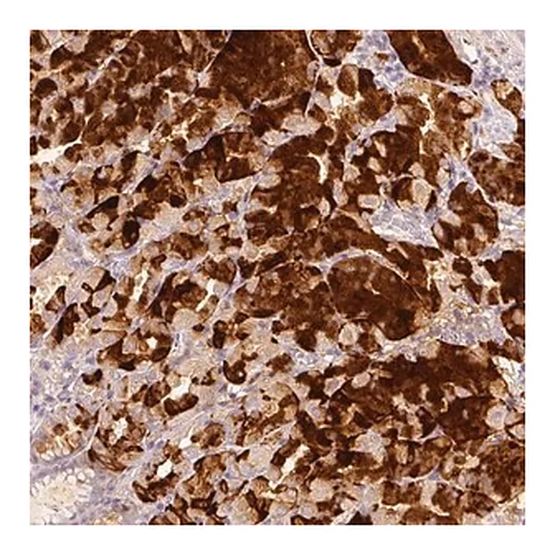 Merck Anti-FBXO16 antibody produced in rabbit