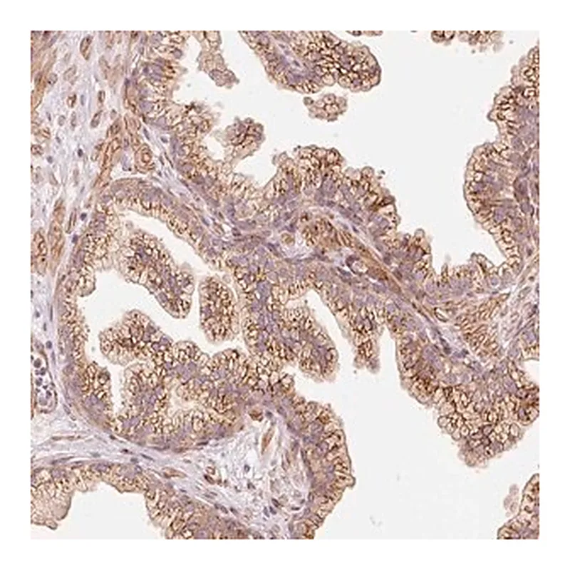 Merck Anti-PPP1R14B antibody produced in rabbit