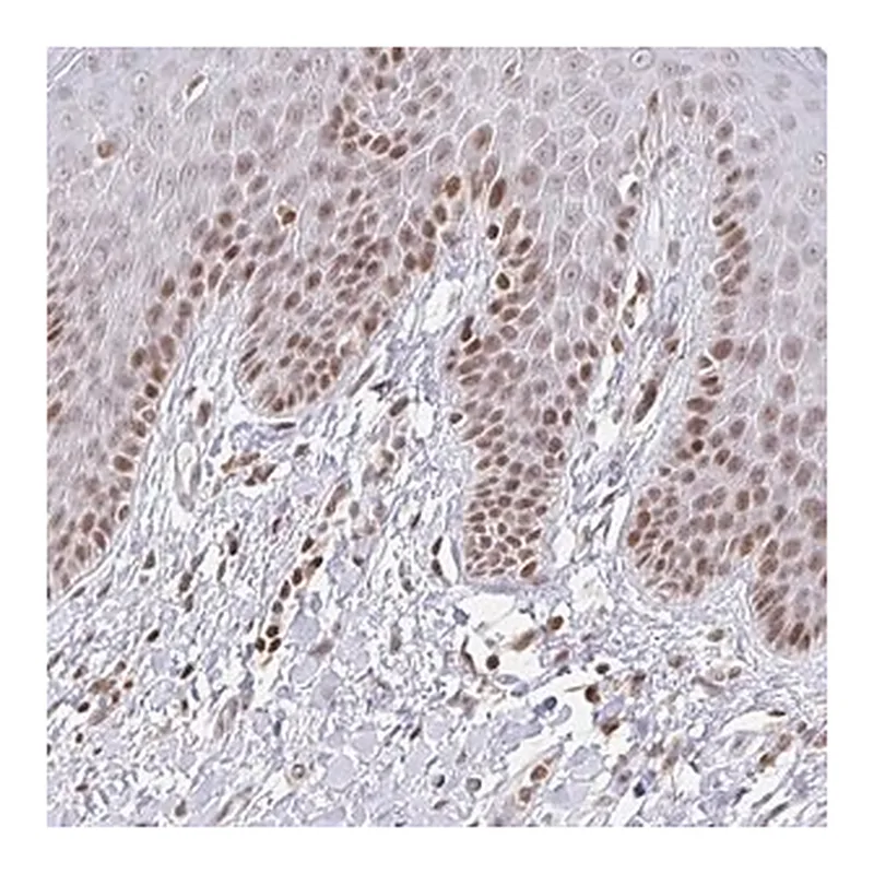Merck Anti-HOXC10 antibody produced in rabbit