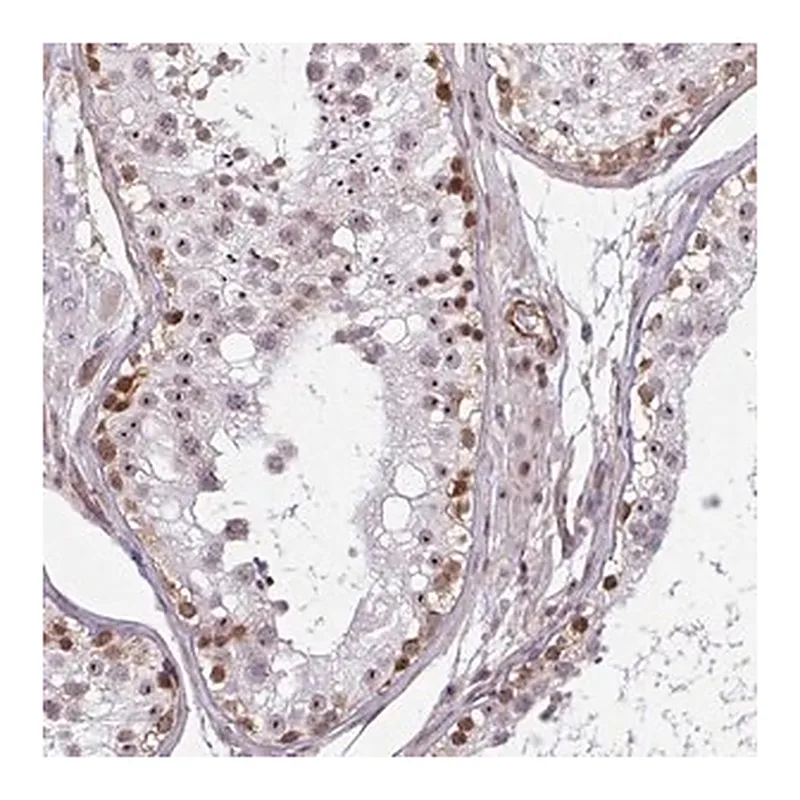 Merck Anti-ZNF689 antibody produced in rabbit