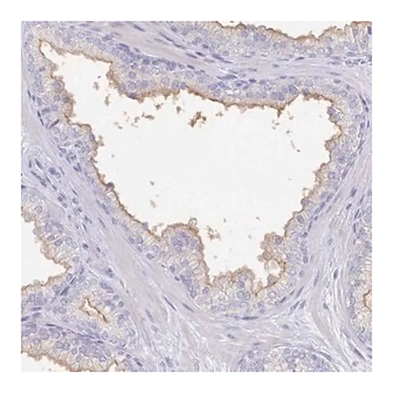 Merck Anti-SLC44A4 antibody produced in rabbit