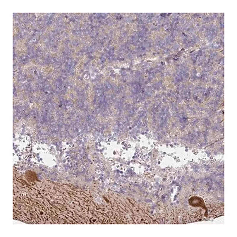 Merck Anti-MTMR14 antibody produced in rabbit