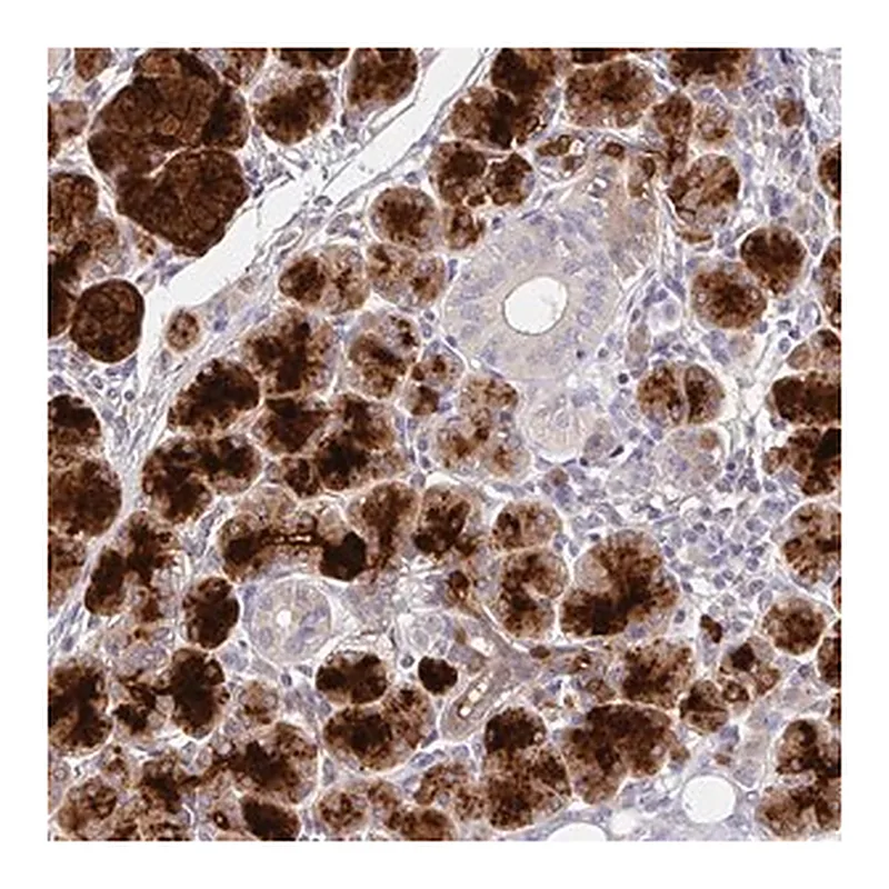 Merck Anti-CRISP3 antibody produced in rabbit