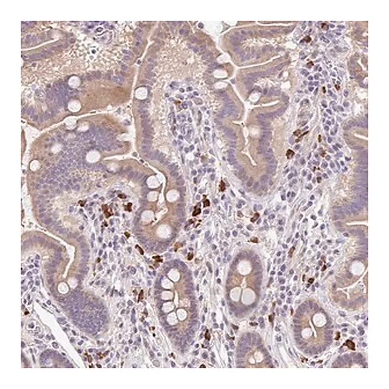 Merck Anti-TNFRSF10A antibody produced in rabbit