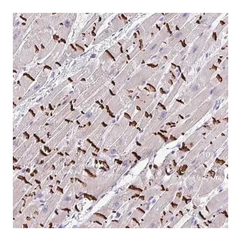 Merck Anti-SLC16A6 antibody produced in rabbit
