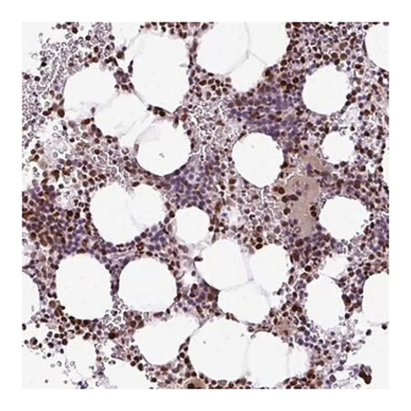Merck Anti-MYSM1 antibody produced in rabbit