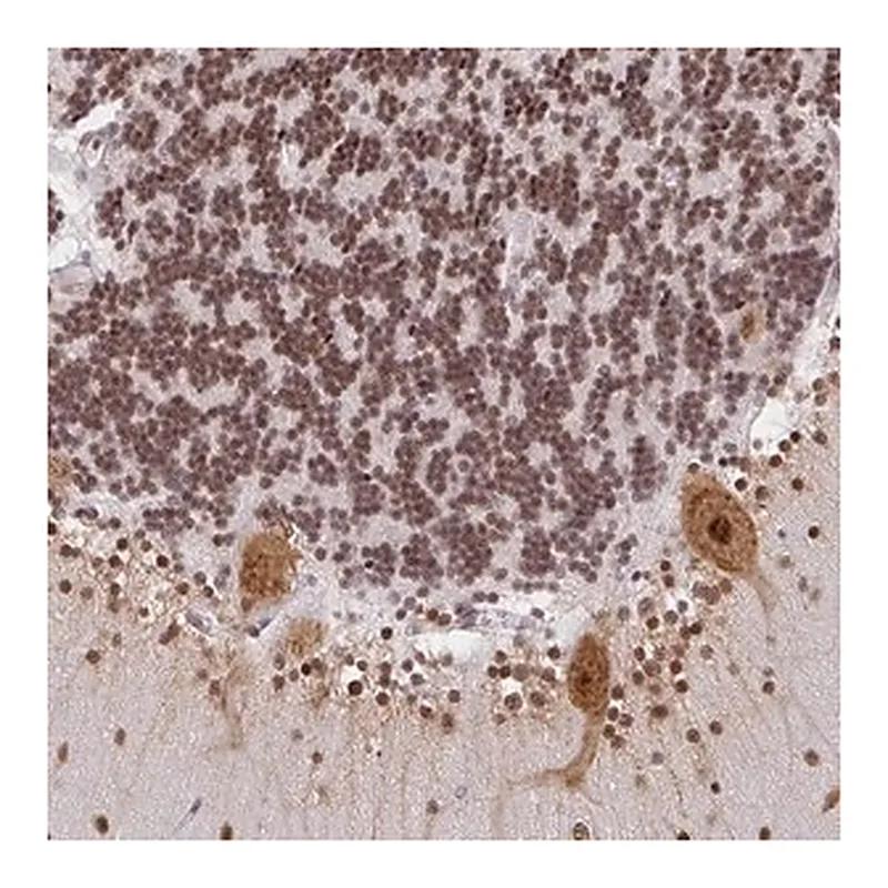 Merck Anti-NDUFAB1 antibody produced in rabbit