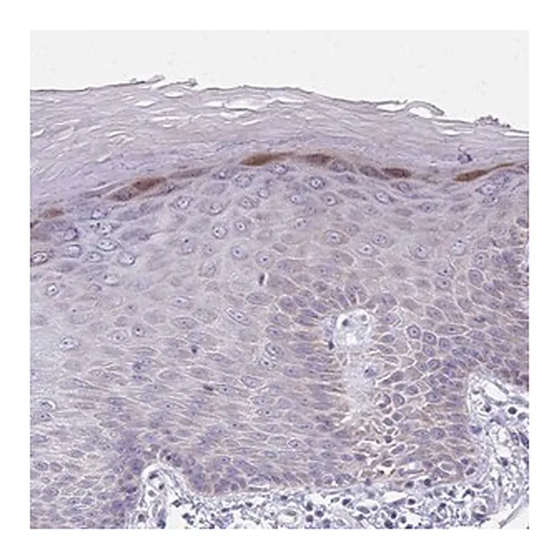 Merck Anti-IL37 antibody produced in rabbit