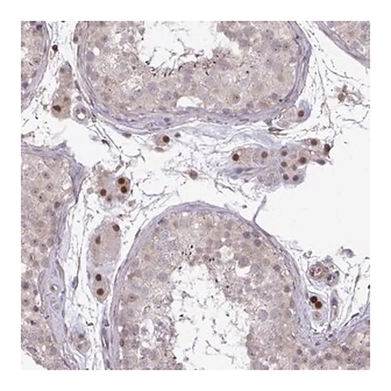 Merck Anti-ZSCAN9 antibody produced in rabbit