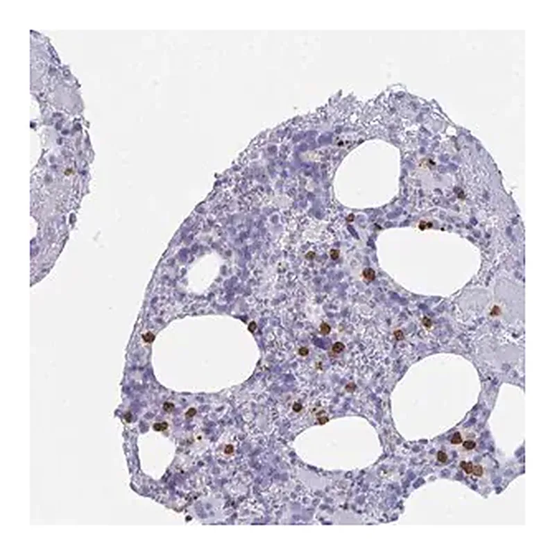 Merck Anti-RUBCN antibody produced in rabbit