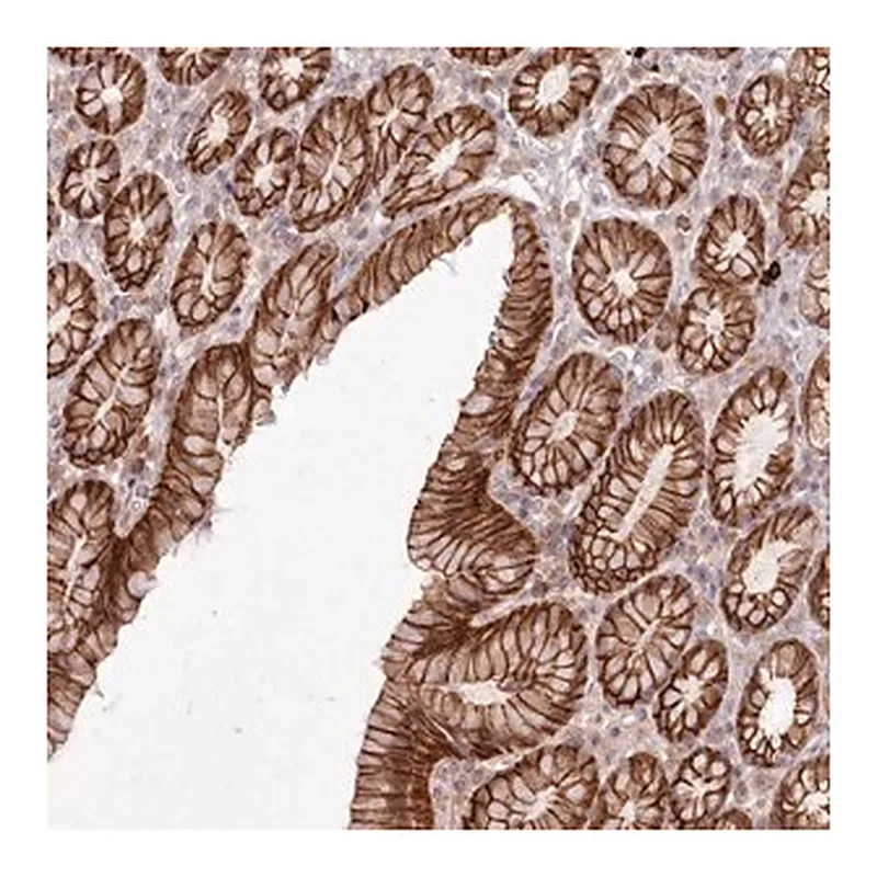 Merck Anti-TOGARAM2 antibody produced in rabbit