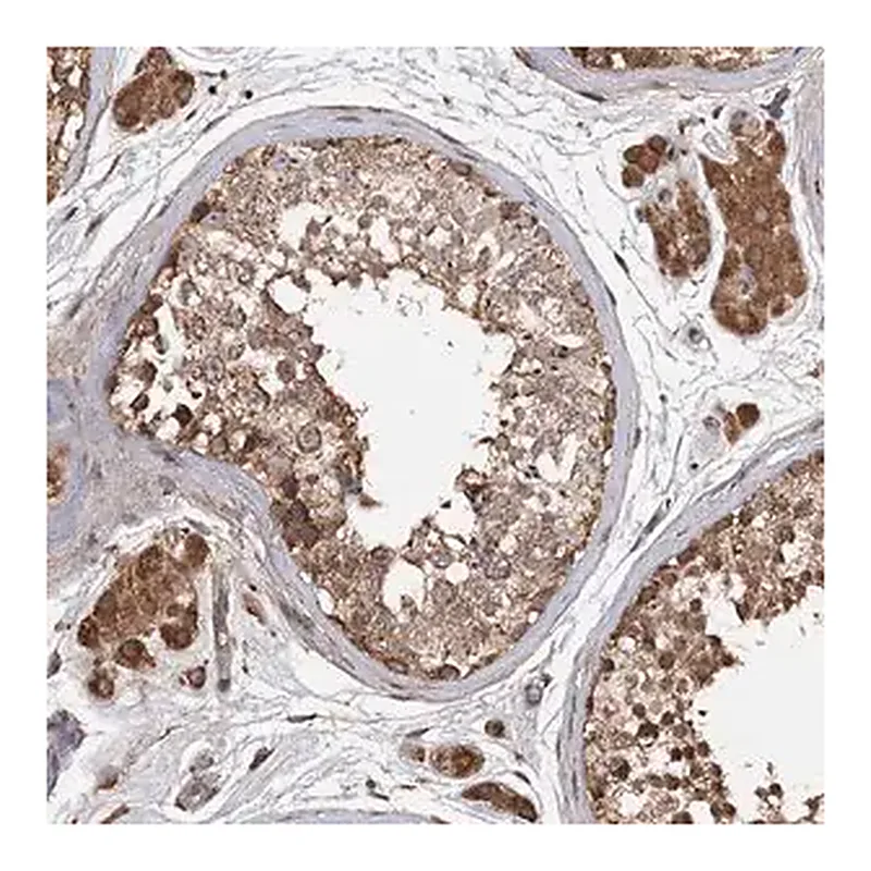 Merck Anti-ARL13A antibody produced in rabbit