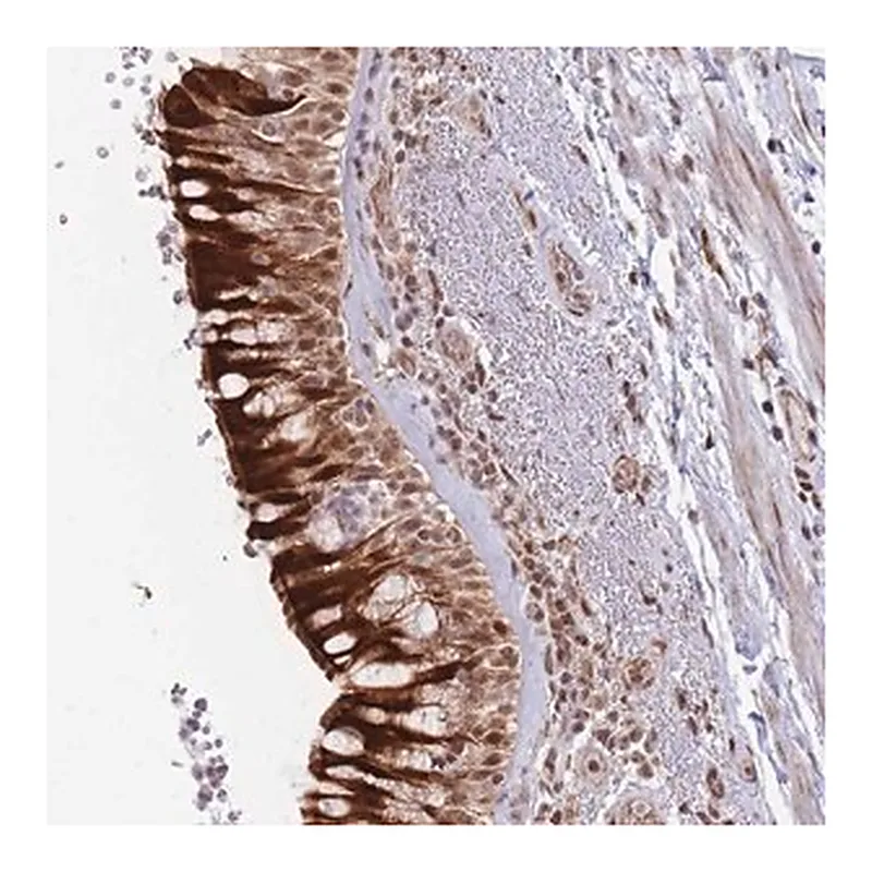 Merck Anti-BOD1L1 antibody produced in rabbit