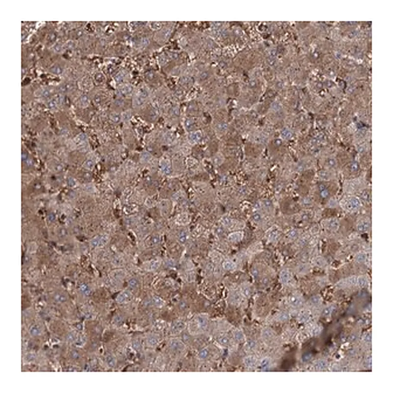 Merck Anti-RPUSD3 antibody produced in rabbit