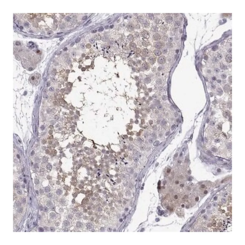 Merck Anti-CFAP70 antibody produced in rabbit