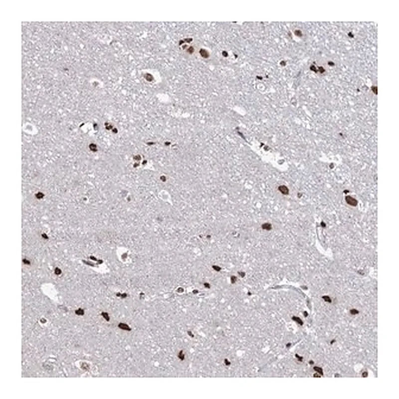 Merck Anti-ABHD10 antibody produced in rabbit