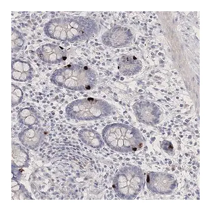 Merck Anti-NEU4 antibody produced in rabbit