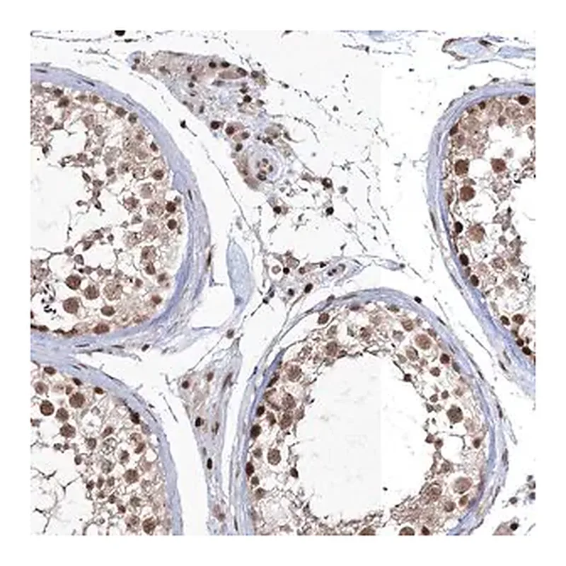 Merck Anti-QRICH1 antibody produced in rabbit
