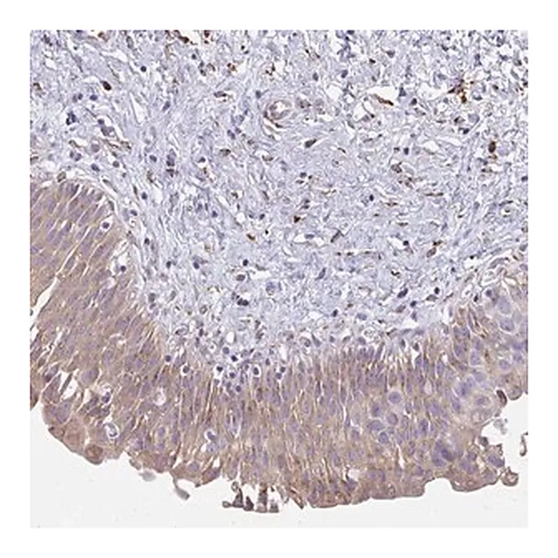 Merck Anti-SHROOM1 antibody produced in rabbit