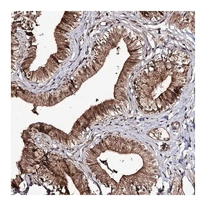 Merck Anti-FAM53B antibody produced in rabbit