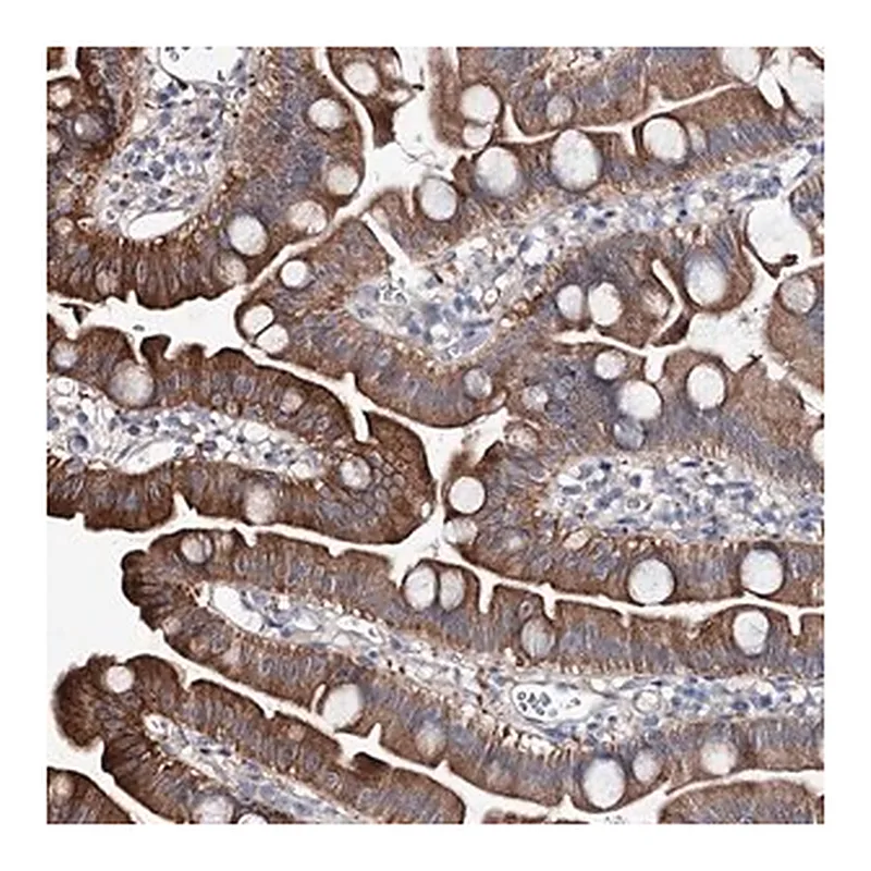 Merck Anti-SHROOM1 antibody produced in rabbit