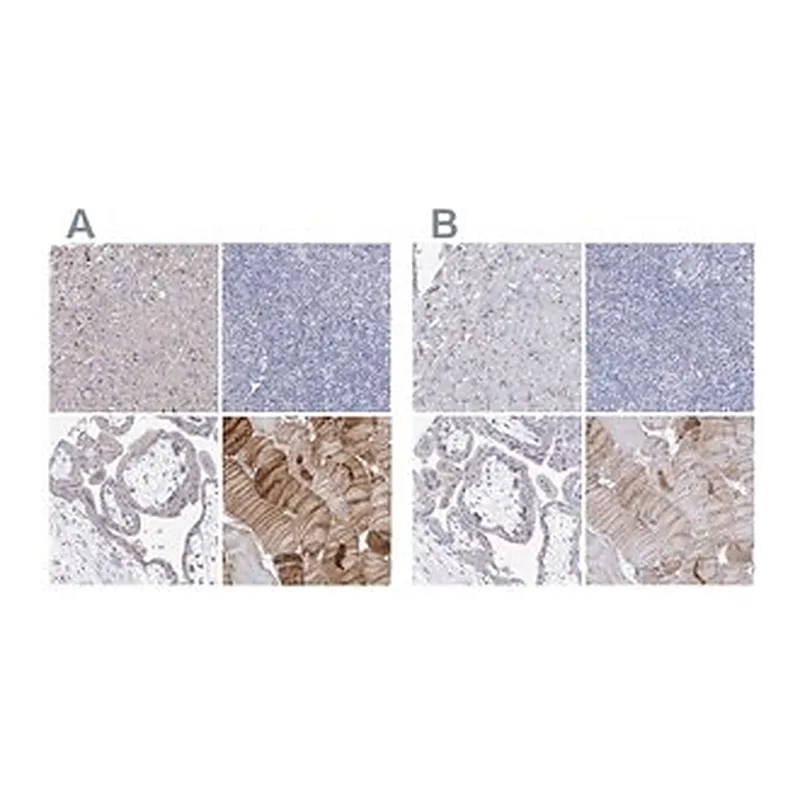 Merck Anti-NRAP antibody produced in rabbit