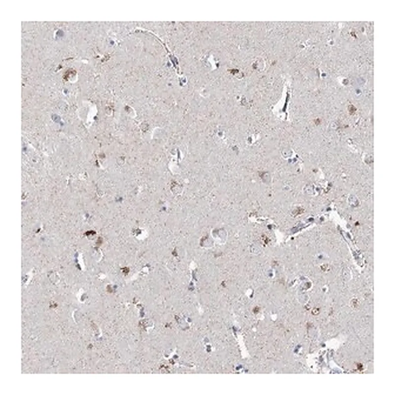 Merck Anti-LRRC14B antibody produced in rabbit