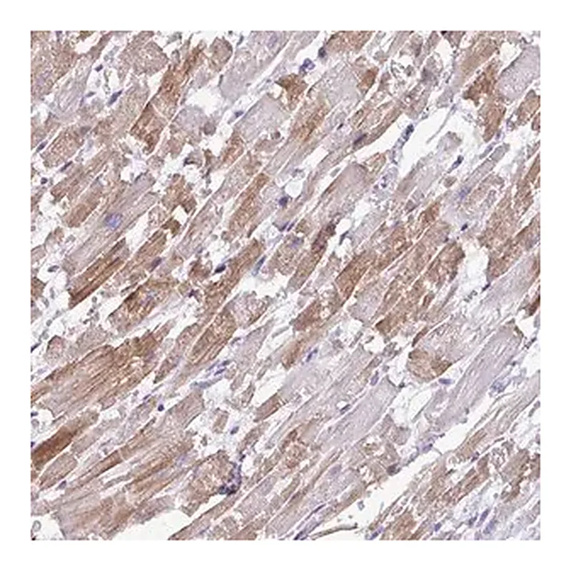 Merck Anti-ST8SIA2 antibody produced in rabbit