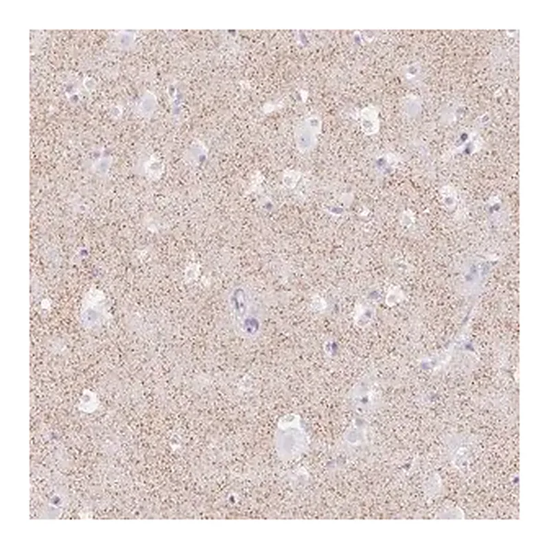 Merck Anti-HCRTR2 antibody produced in rabbit