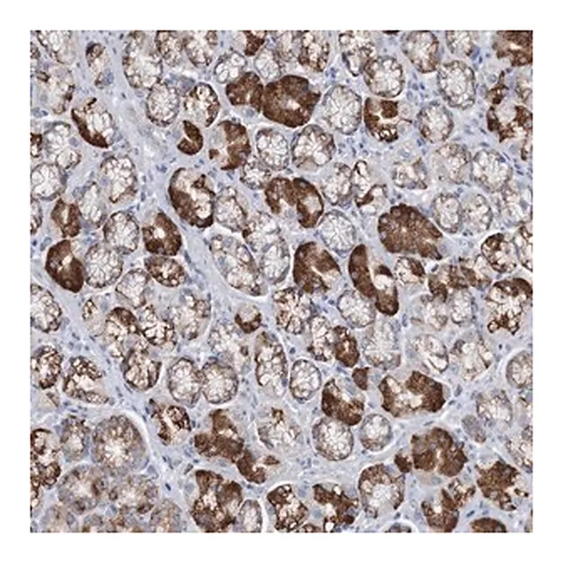 Merck Anti-TRIM71 antibody produced in rabbit