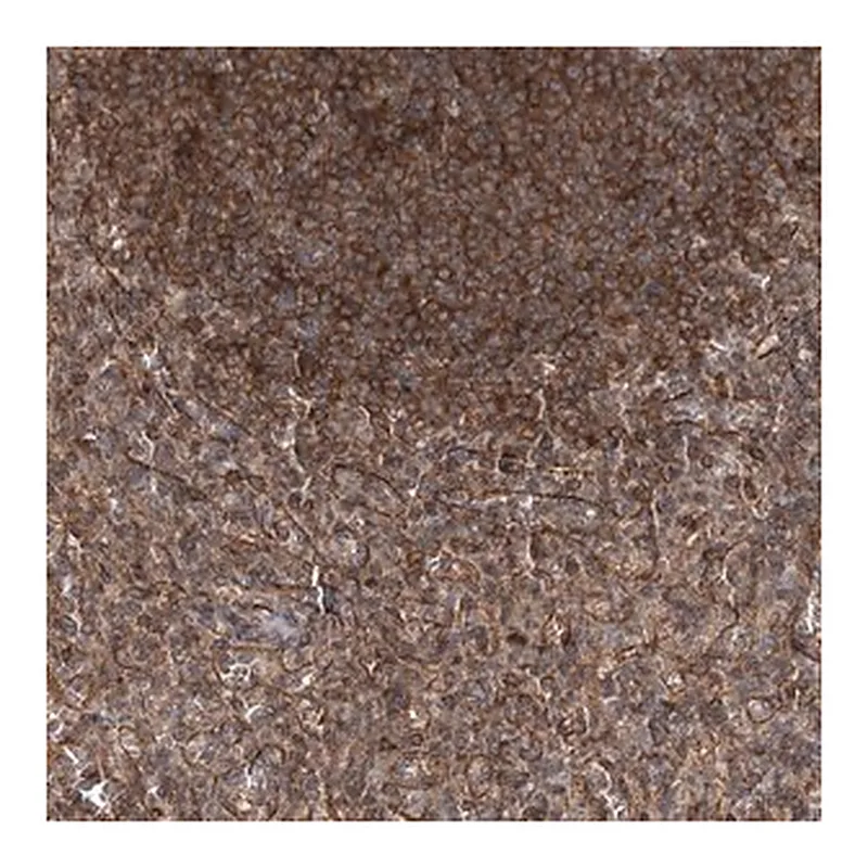 Merck Anti-IQSEC1 antibody produced in rabbit