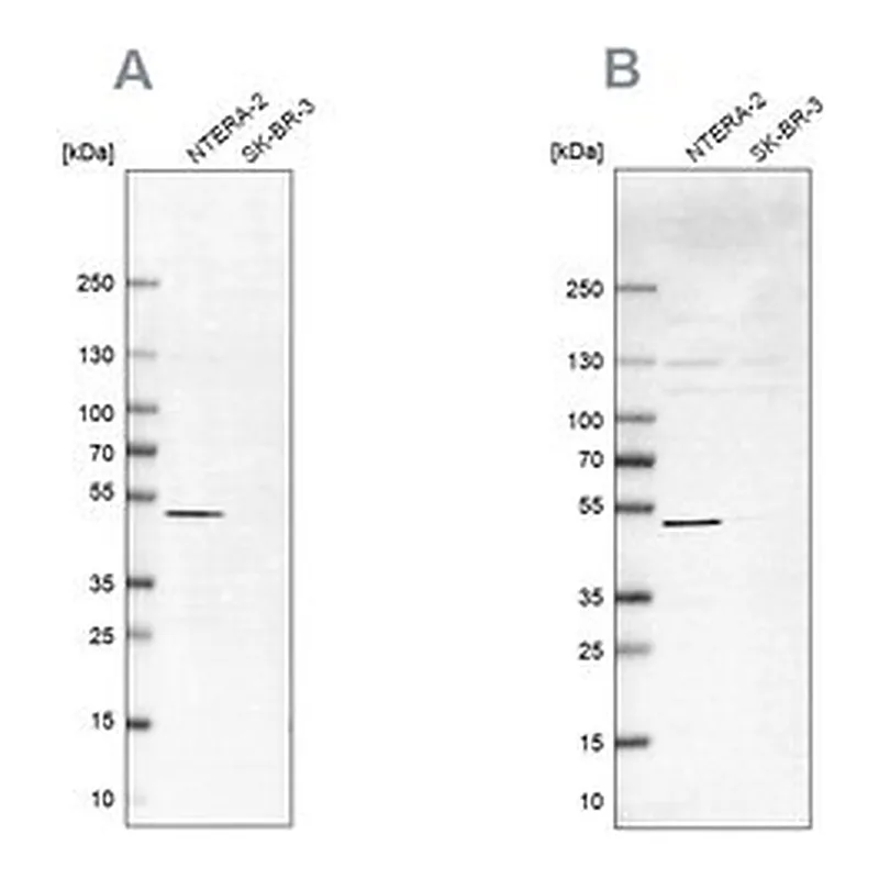 Merck Anti-IST1 antibody produced in rabbit