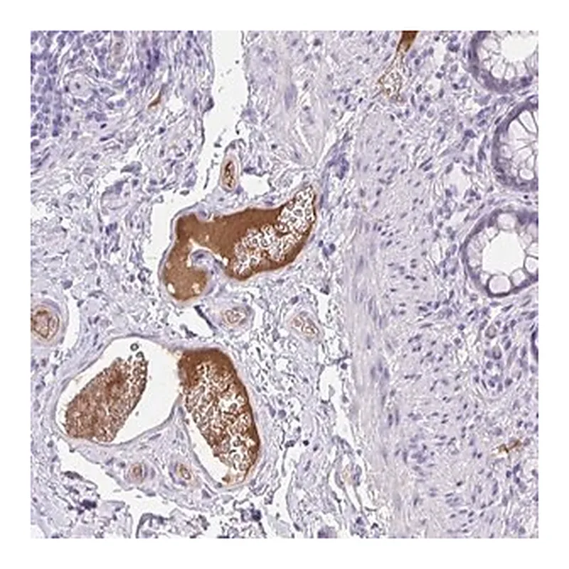 Merck Anti-HRG antibody produced in rabbit