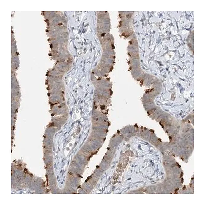 Merck Anti-TRAF3IP1 antibody produced in rabbit