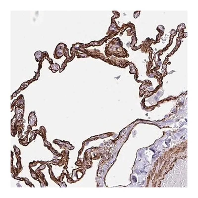 Merck Anti-IGSF23 antibody produced in rabbit