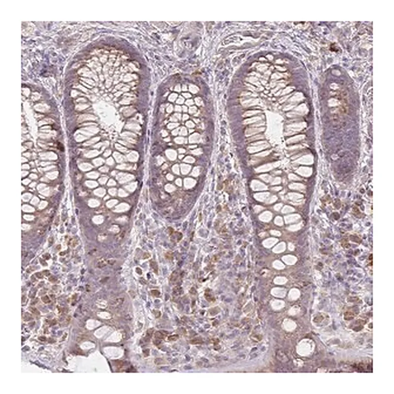 Merck Anti-BRINP3 antibody produced in rabbit